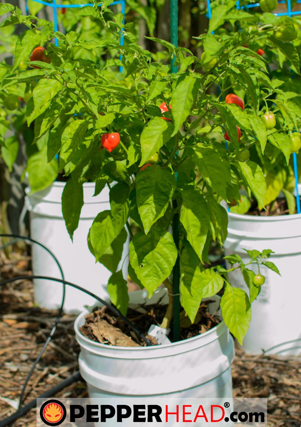 Red Savina Habanero - PepperHead