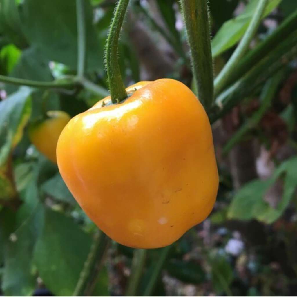 Rocoto manzano yellow pepper seeds Pepper johnny's