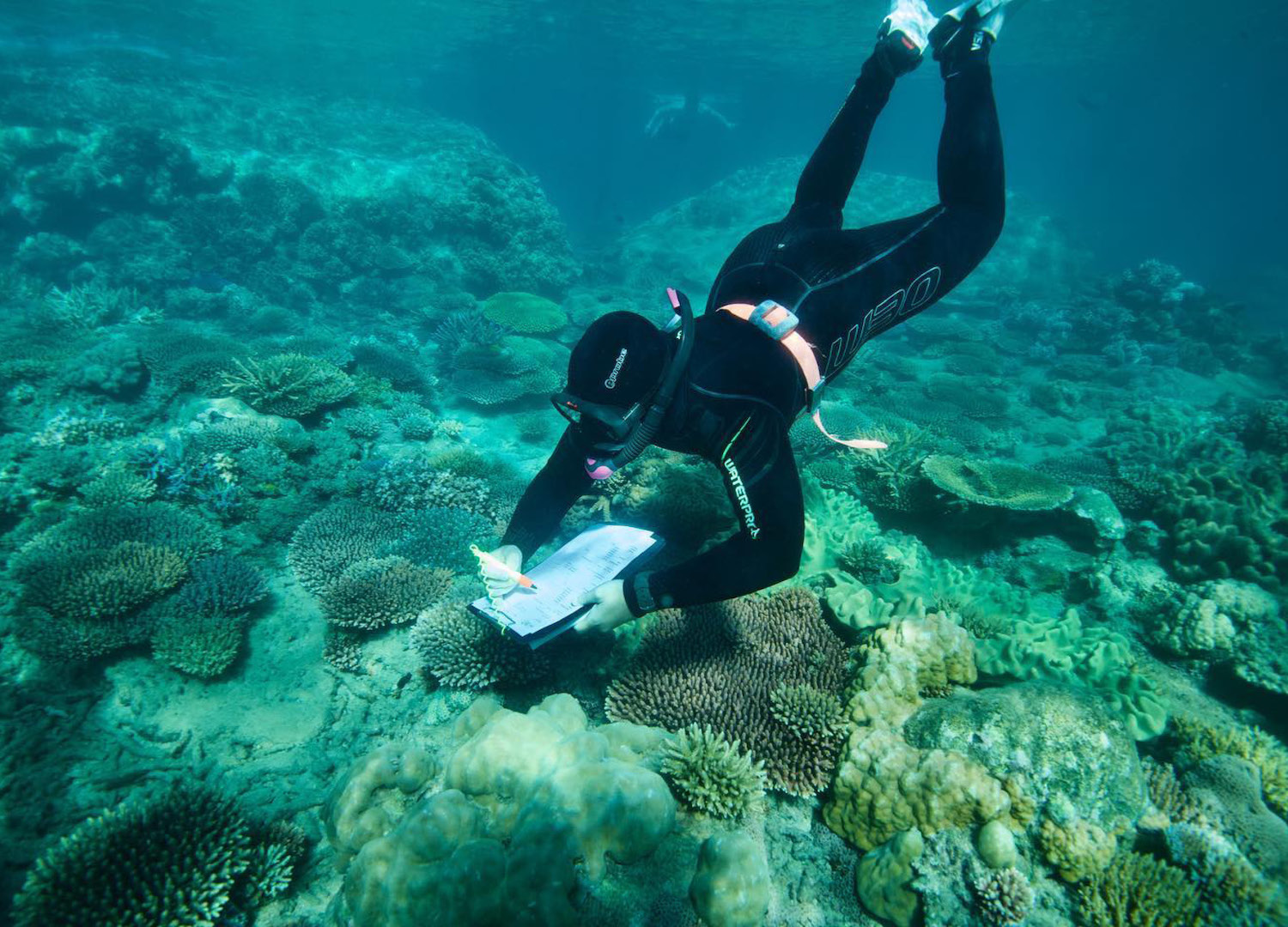 Ocean Optimism Restoring the Great Barrier Reef One Coral Fragment at