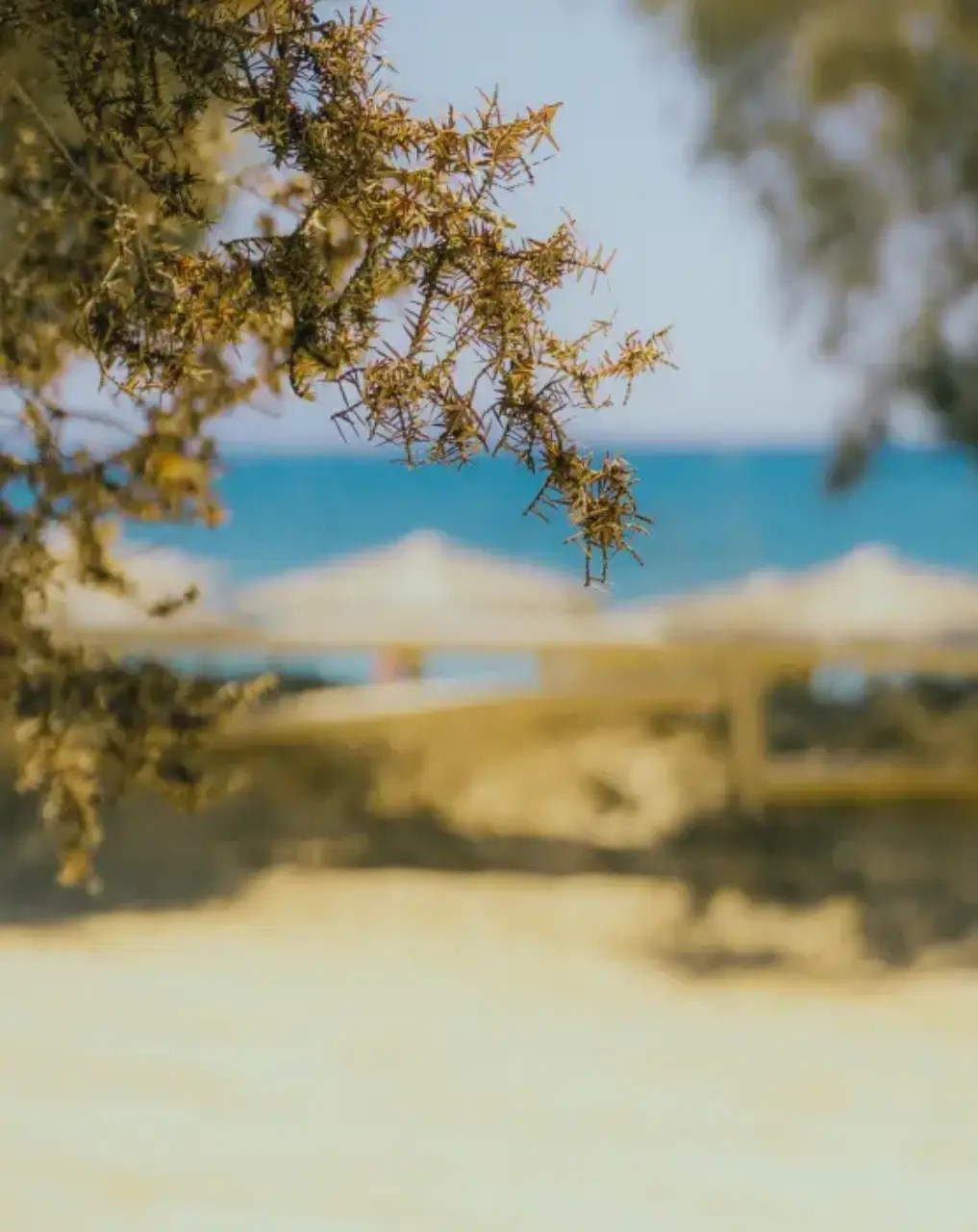 Beach Club & Sunbeds in Plaka Beach Peppermint Naxos