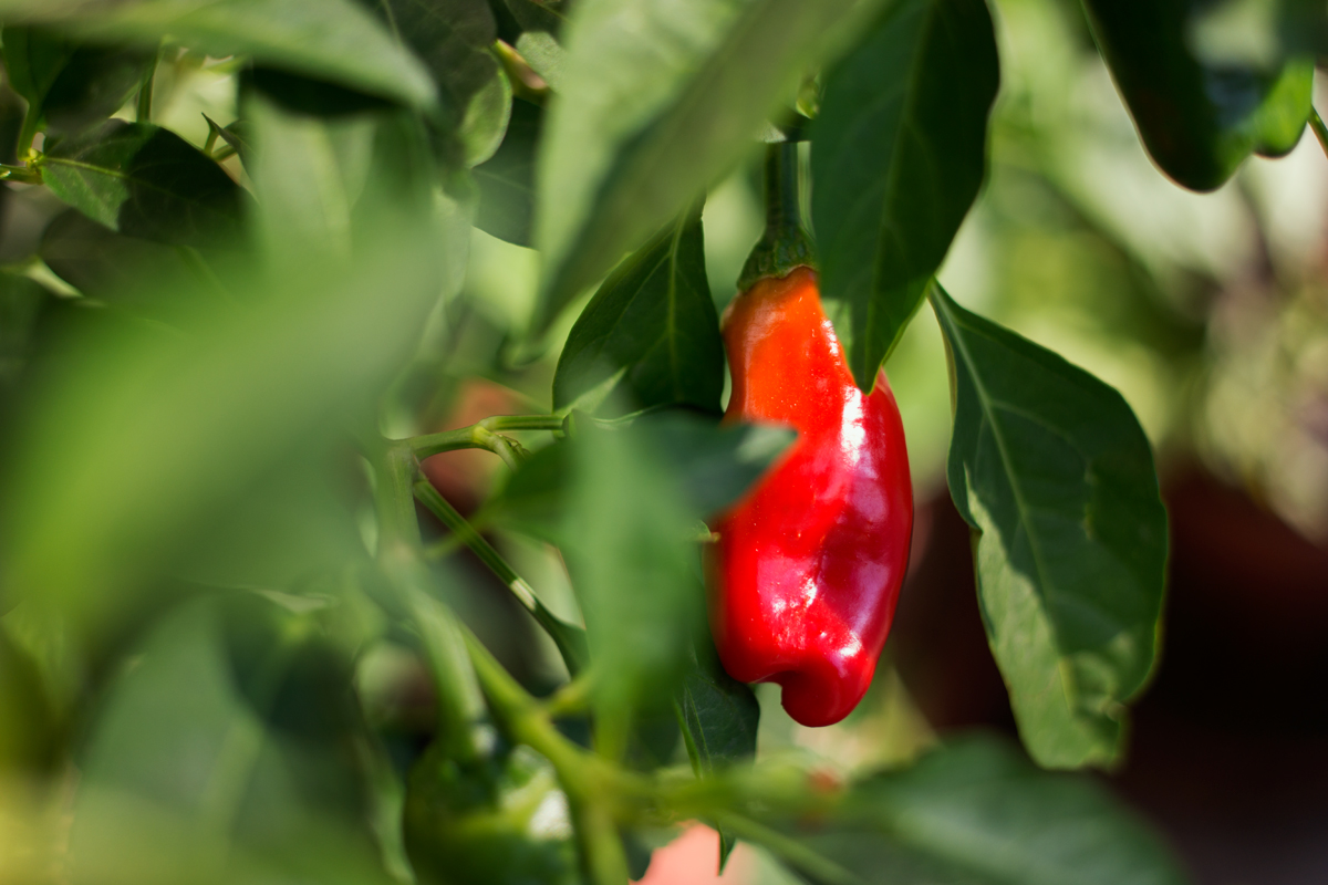 Aleppo Pepper, Organic Grown Seeds! Pepper Project