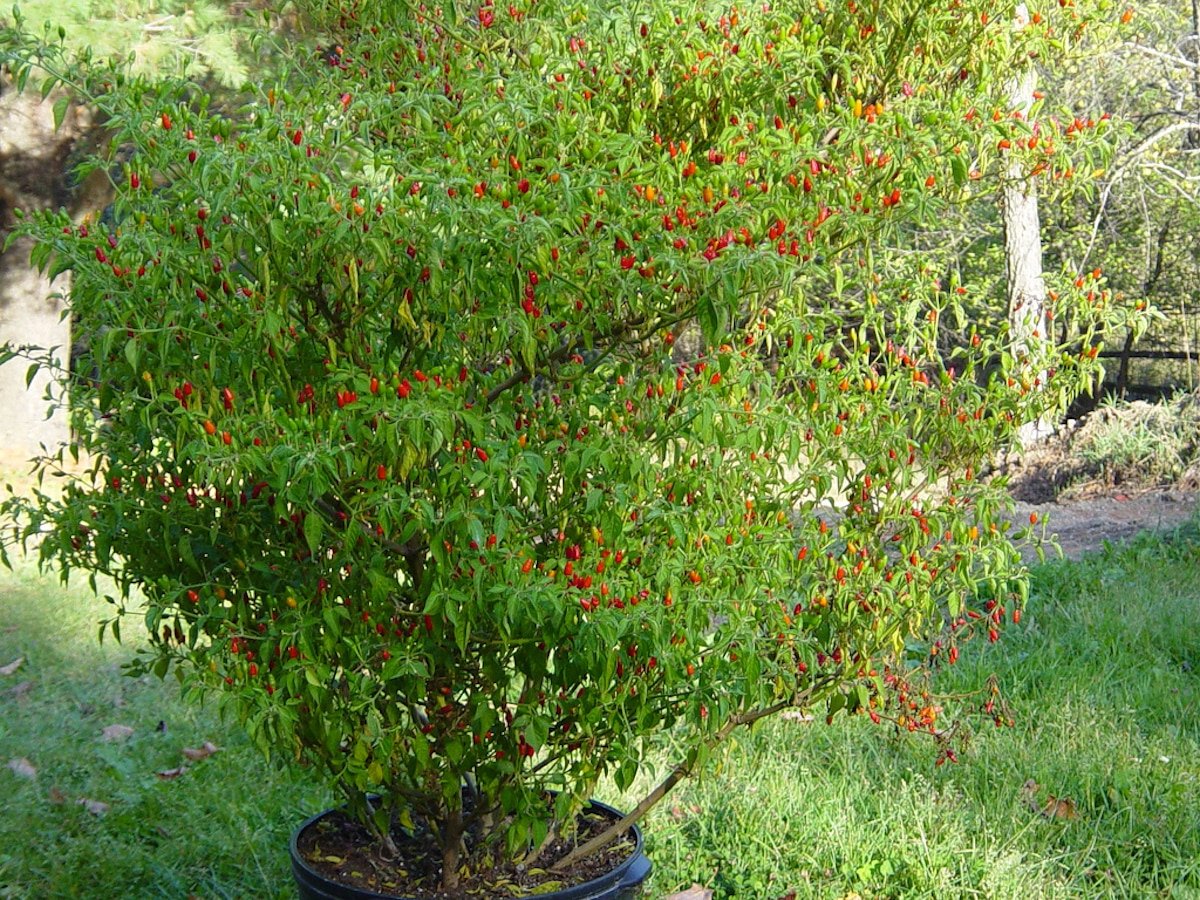 Pequin Pepper Guide Heat, Flavor, Uses PepperScale