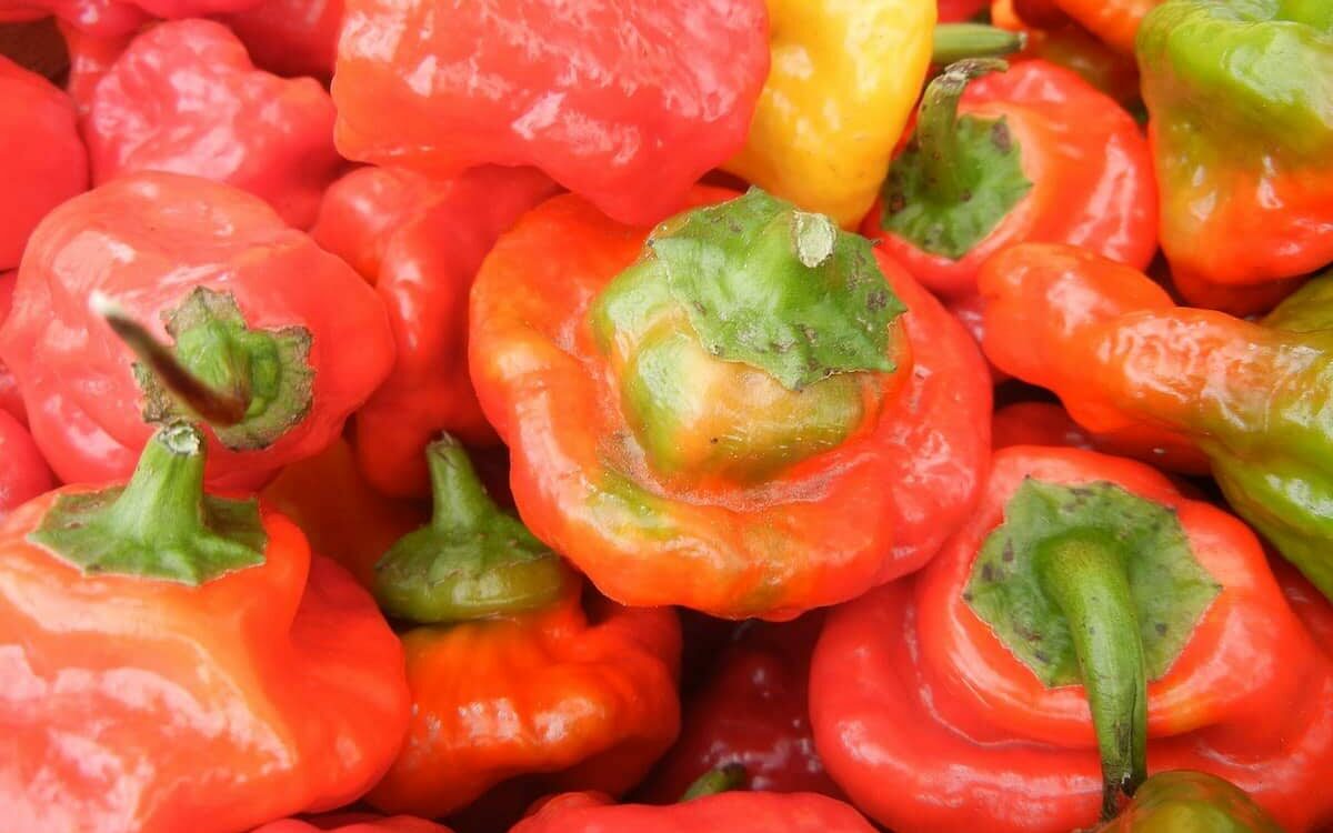 Rocotillo Pepper Guide Heat, Flavor, Uses