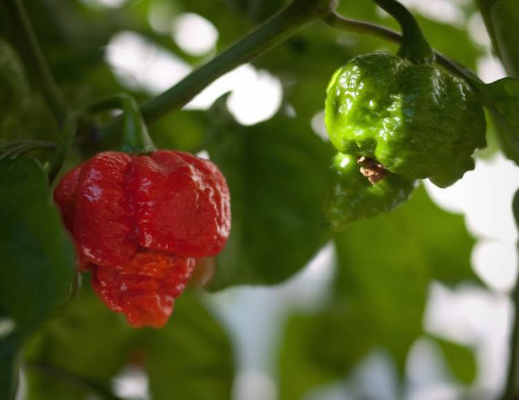 Scorpion Pepper Vs. Carolina Reaper Showdown