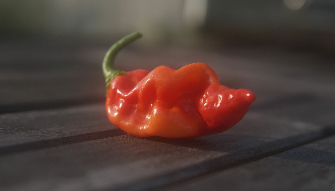 Datil Pepper Guide Heat, Flavor, Uses