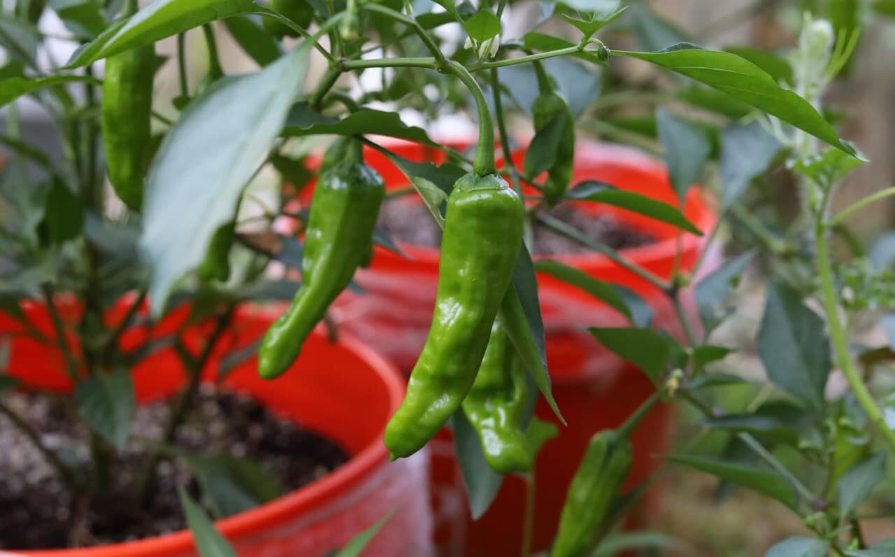 Pepperoncini Plant