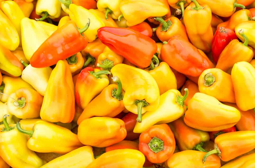 Gypsy Pepper A True Charmer