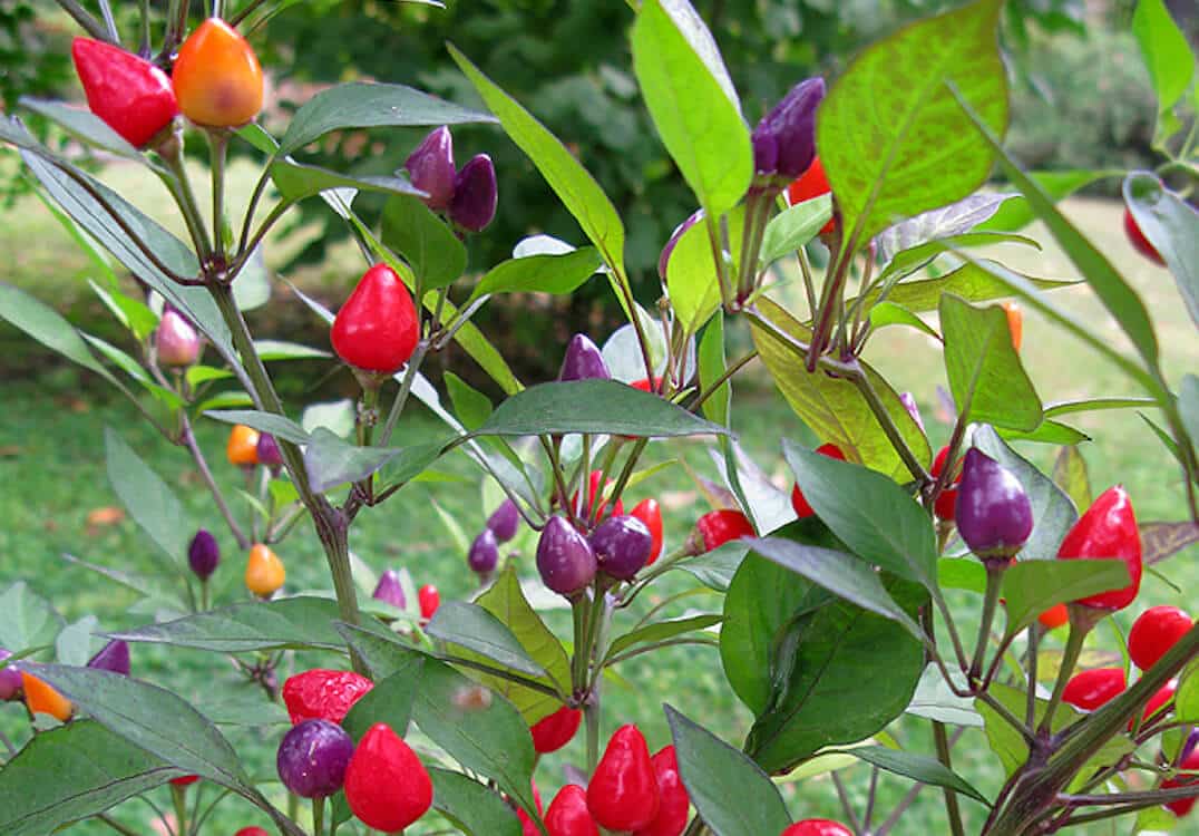Ornamental Peppers Guide The Bold And The Colorful