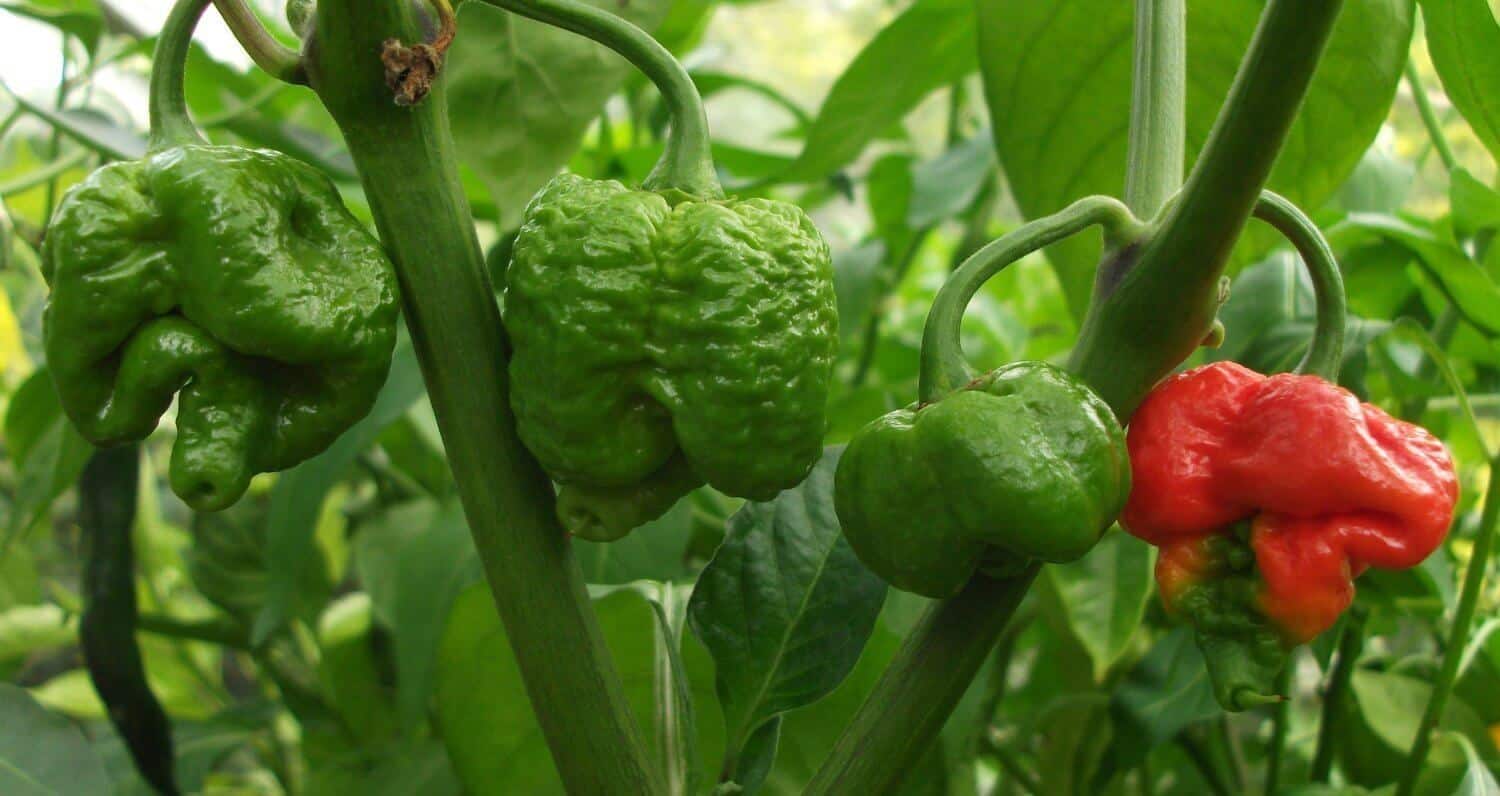Aji Dulce Heat, Flavor, Uses