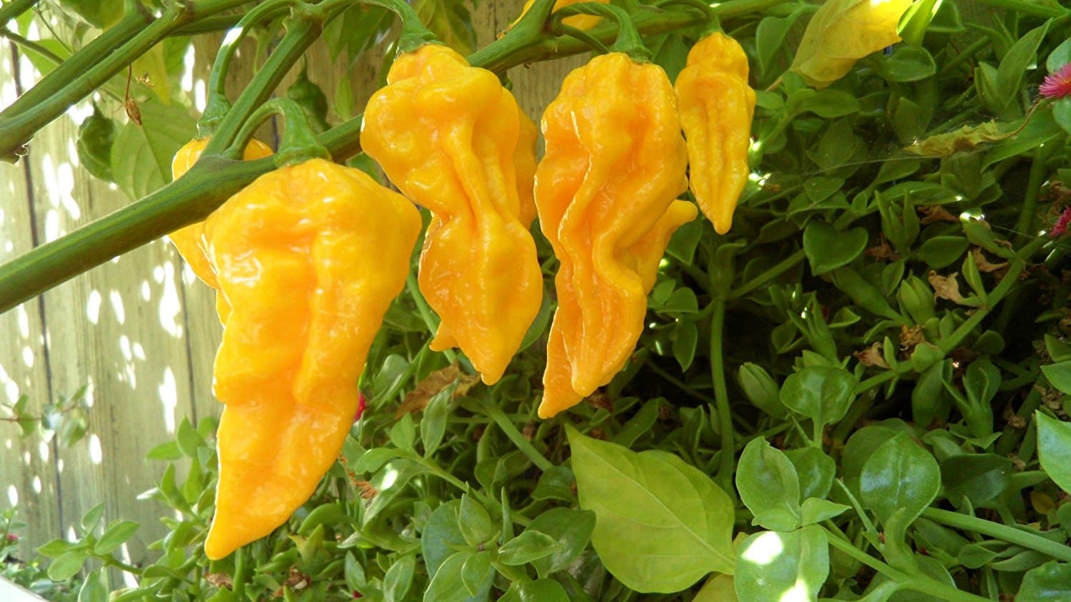 Devil’s Tongue Pepper Guide Heat, Flavor, Uses