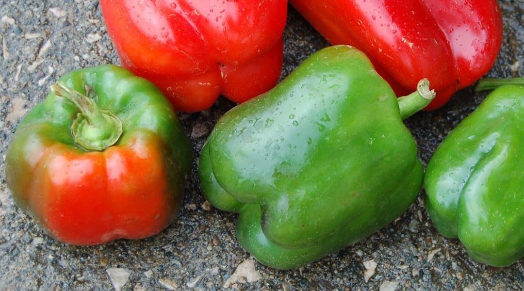 California Wonder Pepper Guide Heat, Flavor, Uses