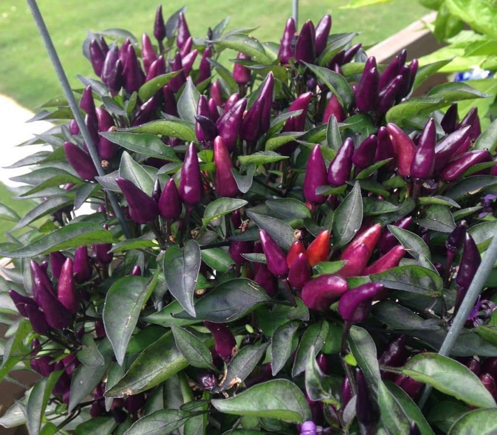 Explosive Ember Pepper Guide Heat, Flavor, Uses