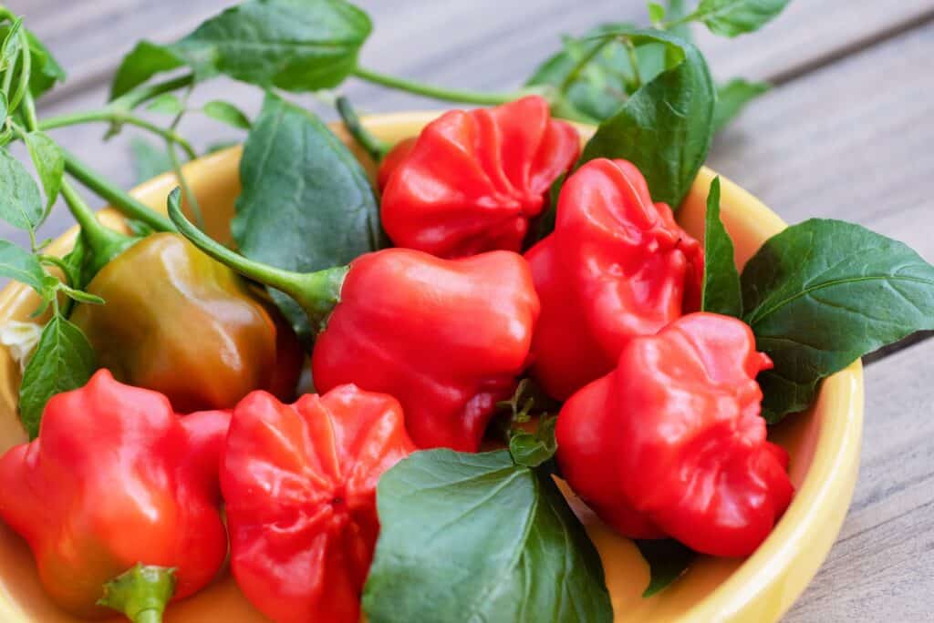 Mad Hatter Pepper Guide Heat, Flavor, Uses
