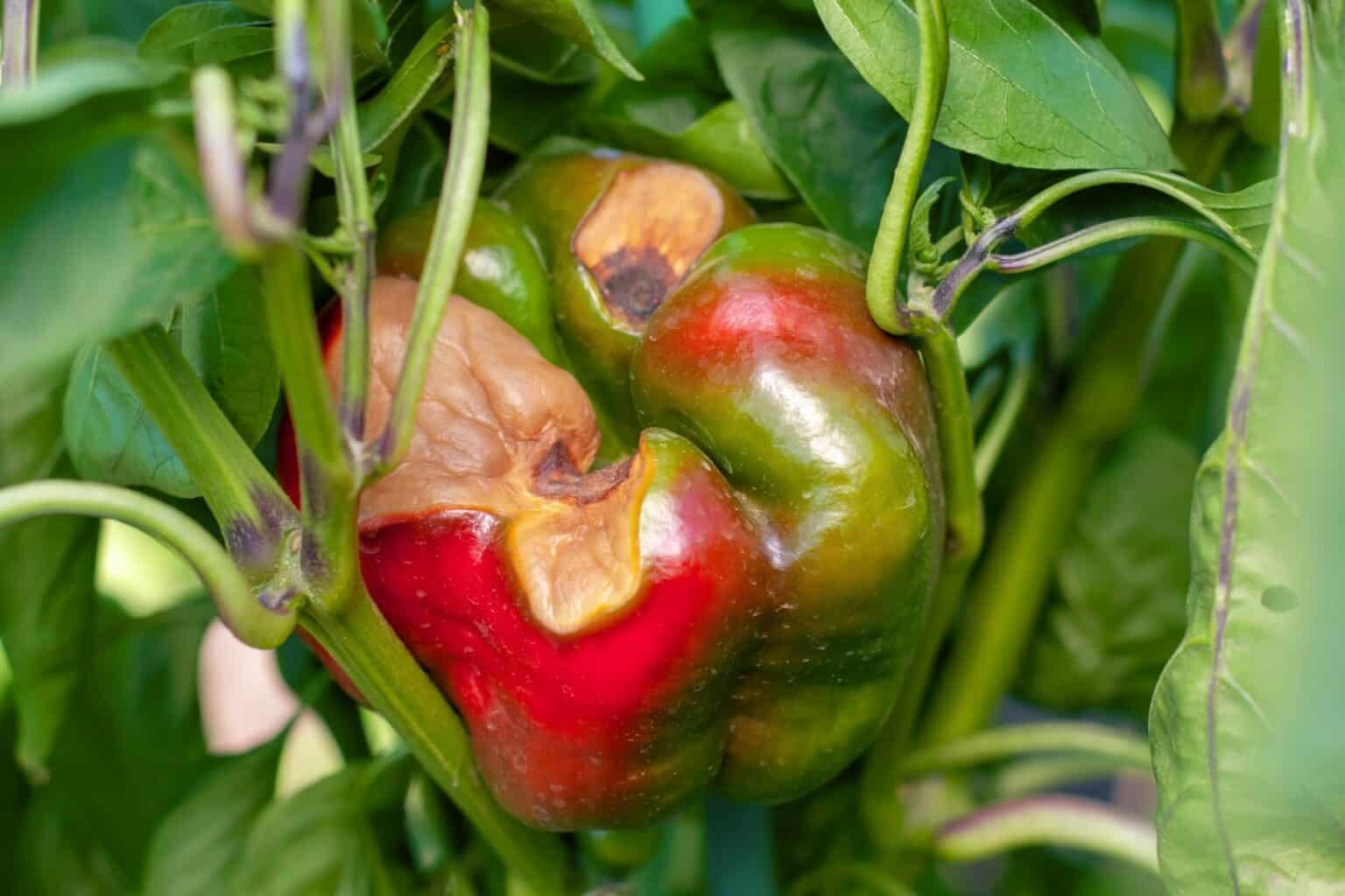 12 Common Pepper Plant Diseases And Pepper Problems
