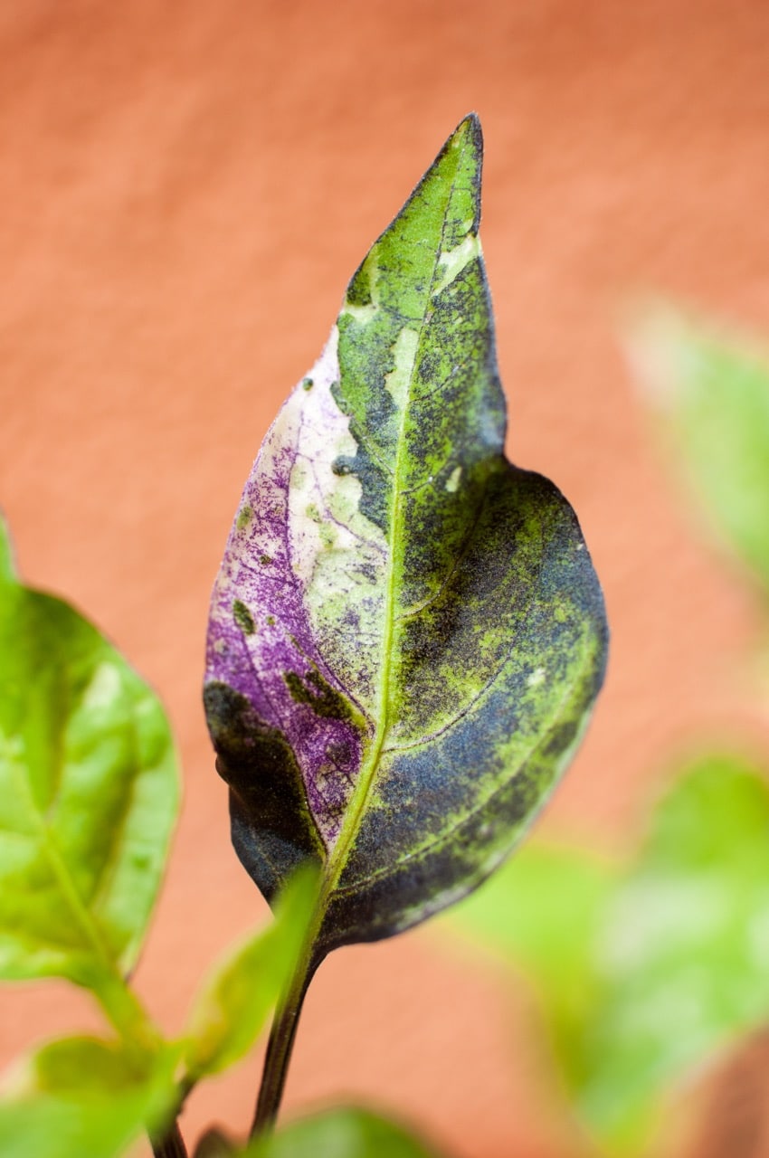 Purple Tiger Pepper Guide Heat, Flavor, Pairings, And More