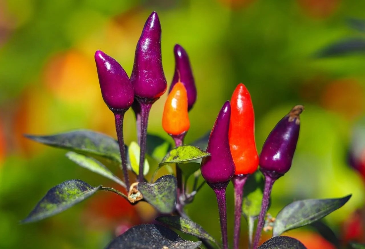 Purple Tiger Pepper Guide Heat, Flavor, Pairings, And More