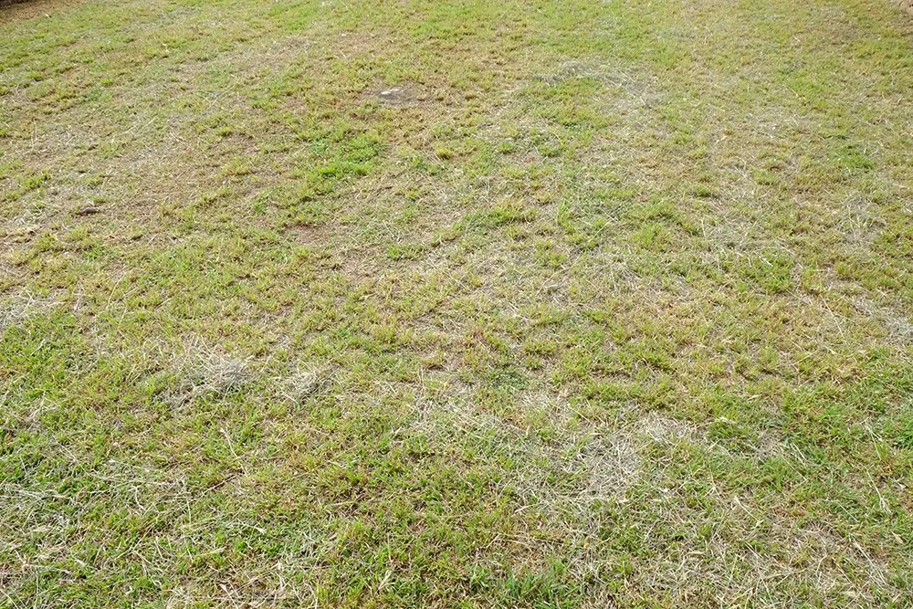 They don't treat plant beds for shrubs or trees or flowering plants. How To Tell If Your Lawn Needs Lime 7 Top Signs Pepper S Home Garden
