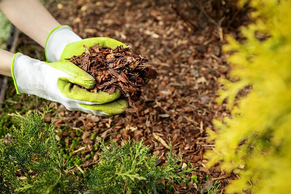 Mulch For Garden Weed Control at Samantha Crowley blog