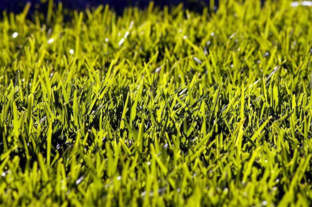 How to Make Bermuda Grass Green [YearRound Guide] Pepper's Home & Garden