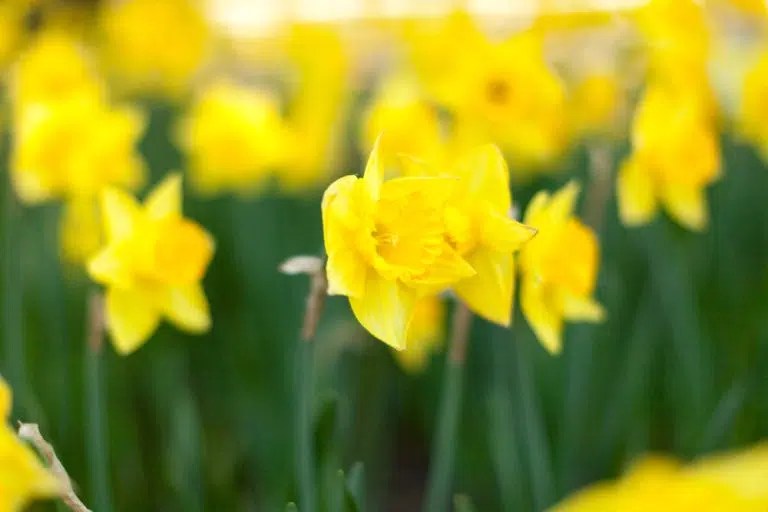 How to Protect Daffodils from Frost [3 Steps to Beat Frost] Pepper's
