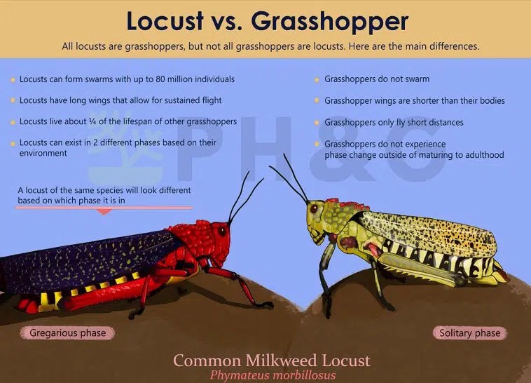 Locusts Vs [4 Key Differences] Pepper's Home & Garden