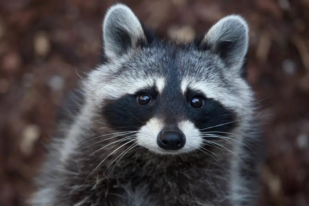 How to Get Rid of Raccoons in Your Attic [4 Humane Steps] Pepper's