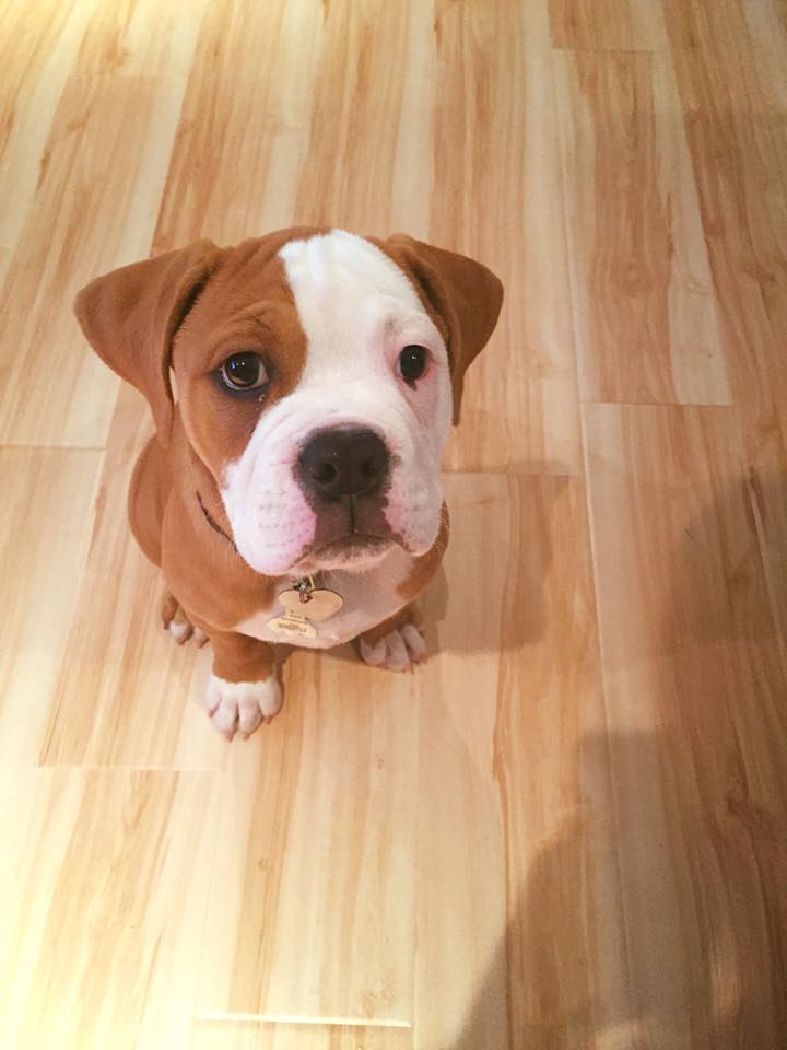 Puppy classes are great for socialization, basic training, and having fun!