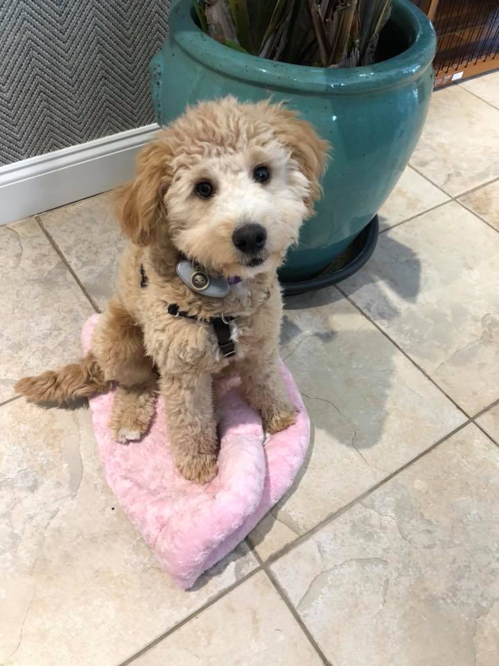 Puppy training basics how to get started and what to focus on