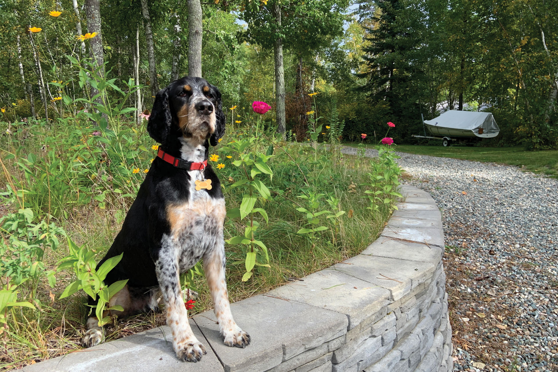 Photo Gallery Pequot Lakes Animal Hospital Pequot Lakes, MN Vet