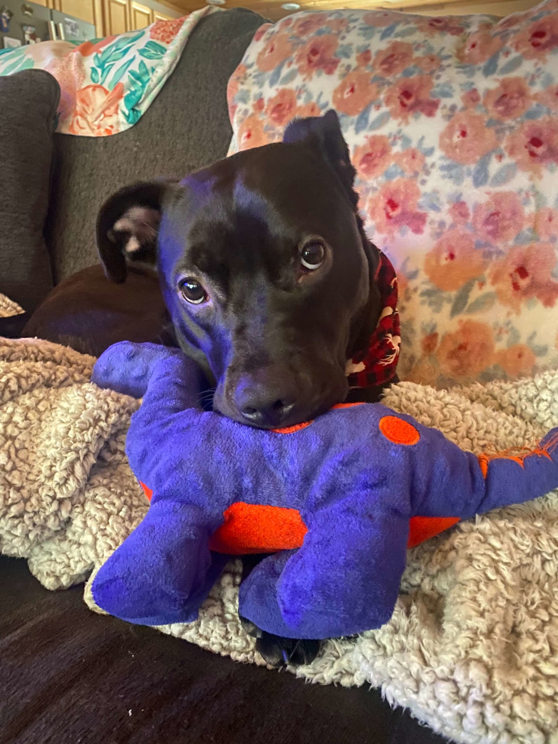 Photo Gallery Pequot Lakes Animal Hospital Pequot Lakes, MN Vet