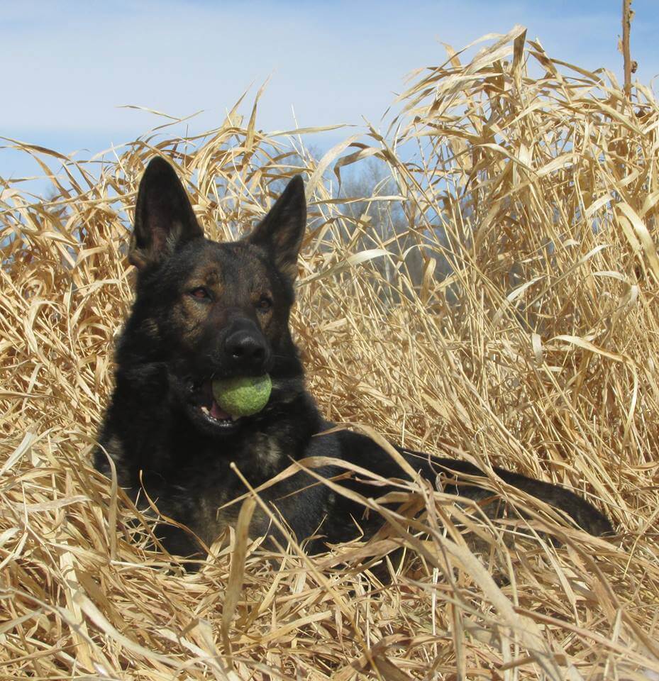 Photo Gallery Pequot Lakes Animal Hospital Pequot Lakes, MN Vet
