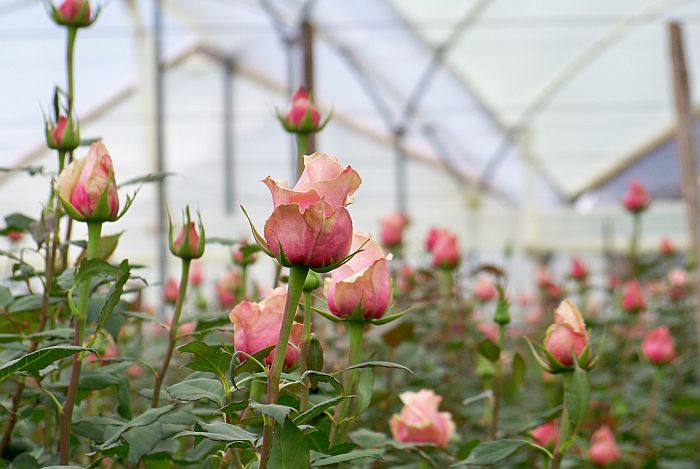 Where Do Roses Come From Anyway?
