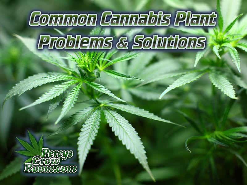 Common Cannabis Plant Problems and Solutions Percys Grow Room