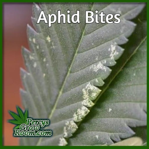 Bugs on Cannabis Plants Percys Grow Room