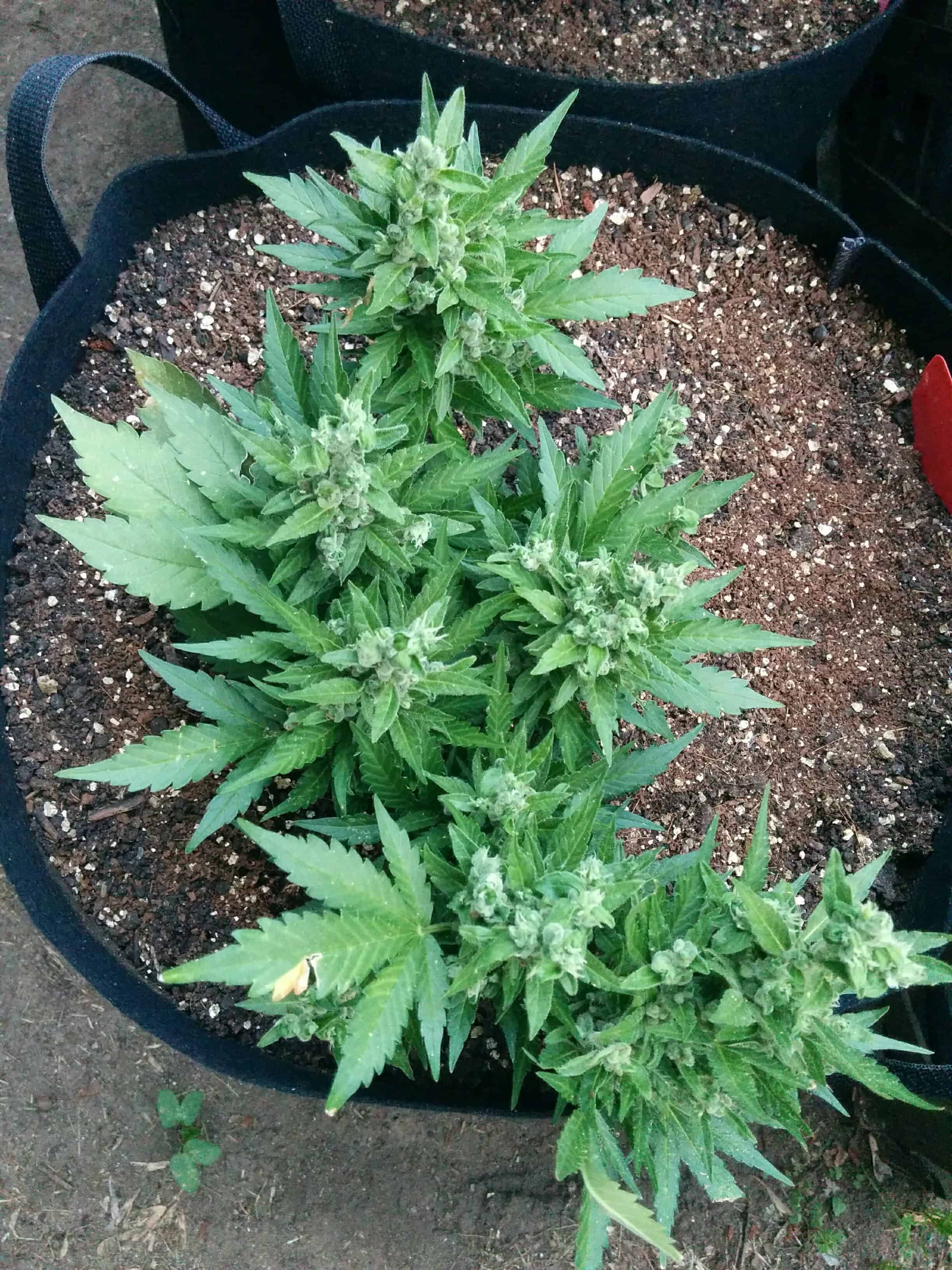 LST Autos Plant Pictures Percys Grow Room Cannabis