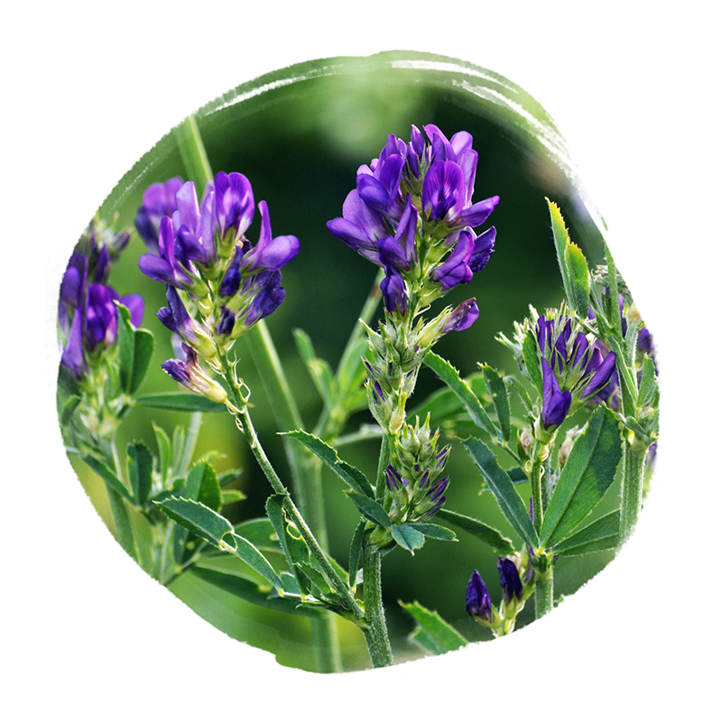 Vente de Luzerne pour chevaux d'élevage, avec plusieurs conditionnement