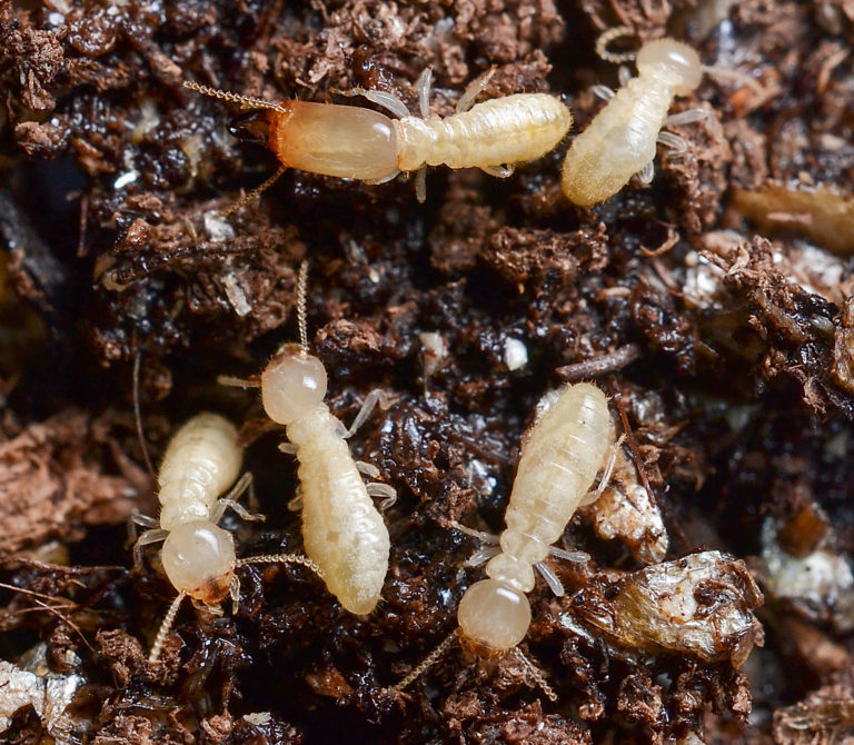 termites 2 Exterminators Pest Control Company Roanoke VA