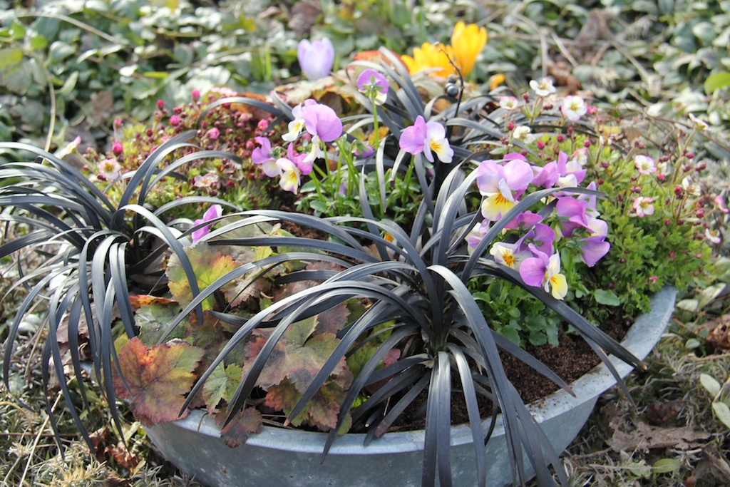 Krukor Som Tål Vinter Inlägg påskfina krukor som tål frost perenner.se