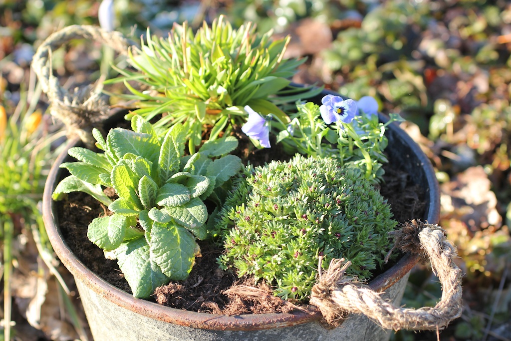Krukor Som Tål Vinter Inlägg påskfina krukor som tål frost perenner.se