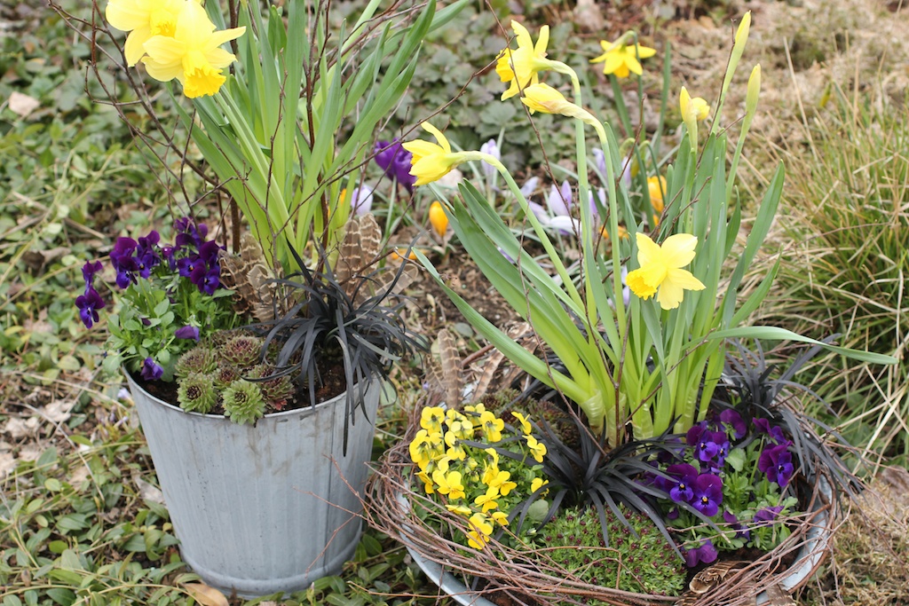 Krukor Som Tål Vinter Inlägg påskfina krukor som tål frost perenner.se