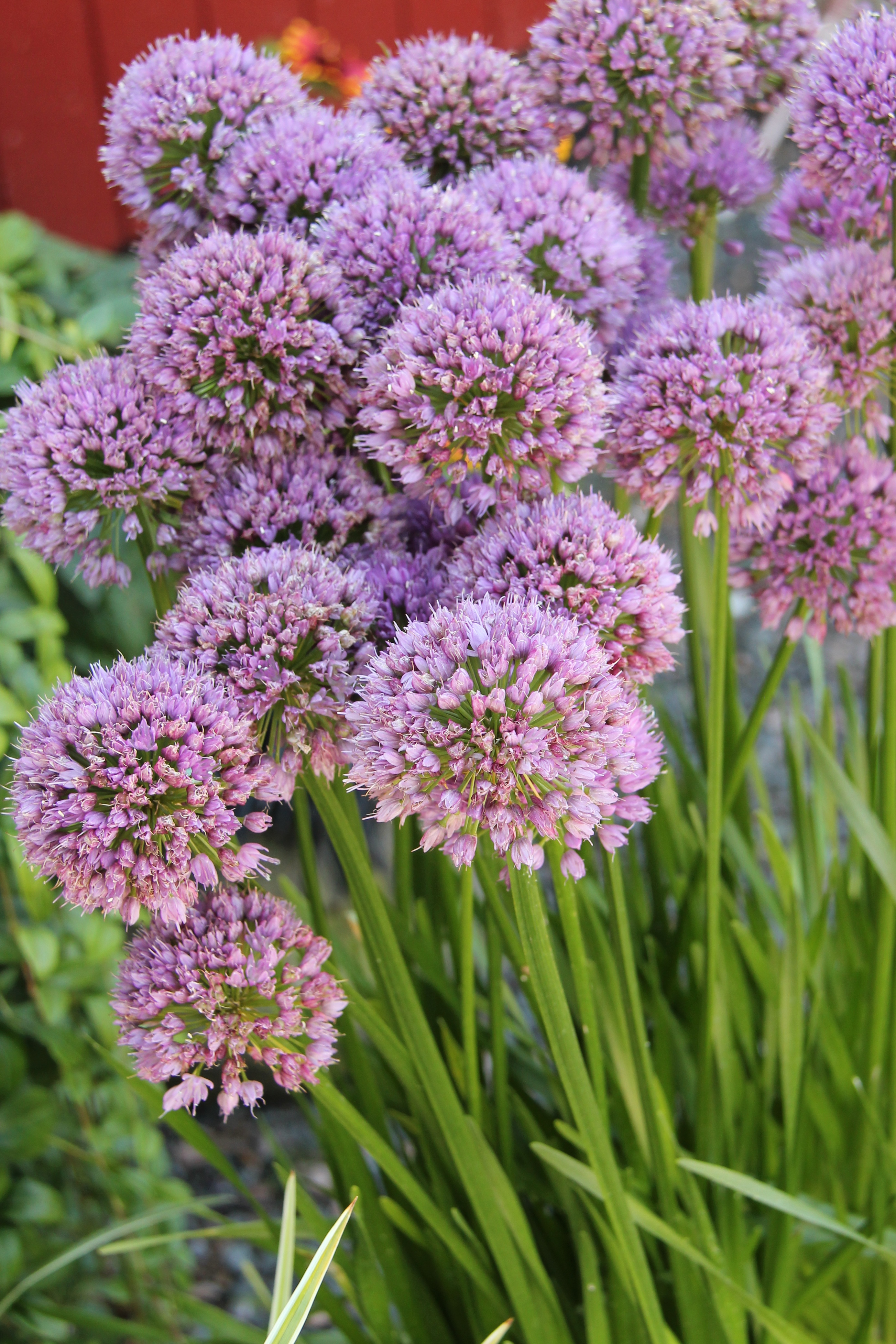 Trädgårdskantlök, Allium ’Millenium’ perenner.se