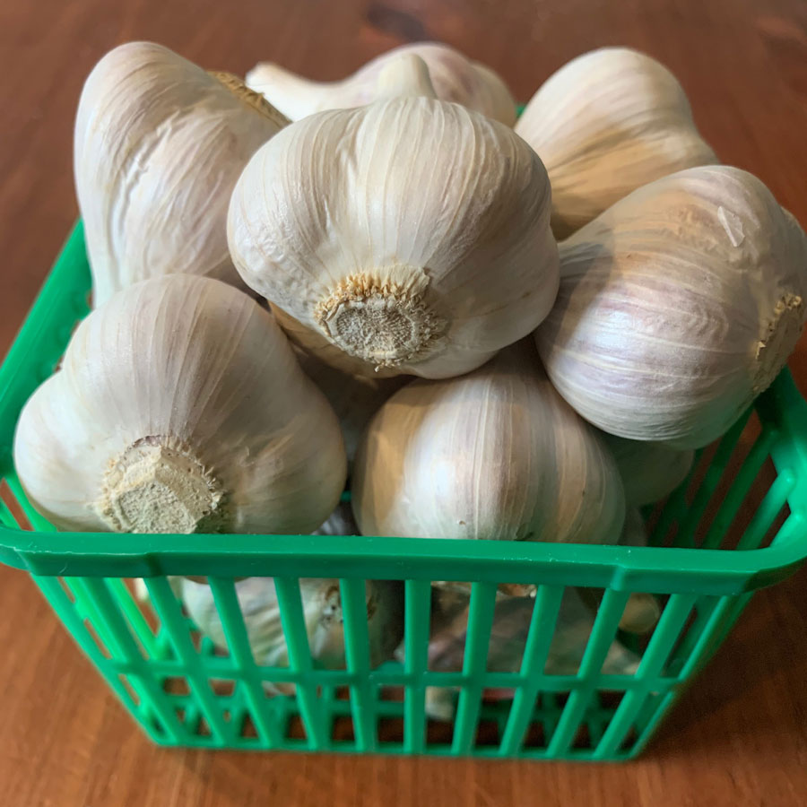 Fresh cured garlic Perennial Petals