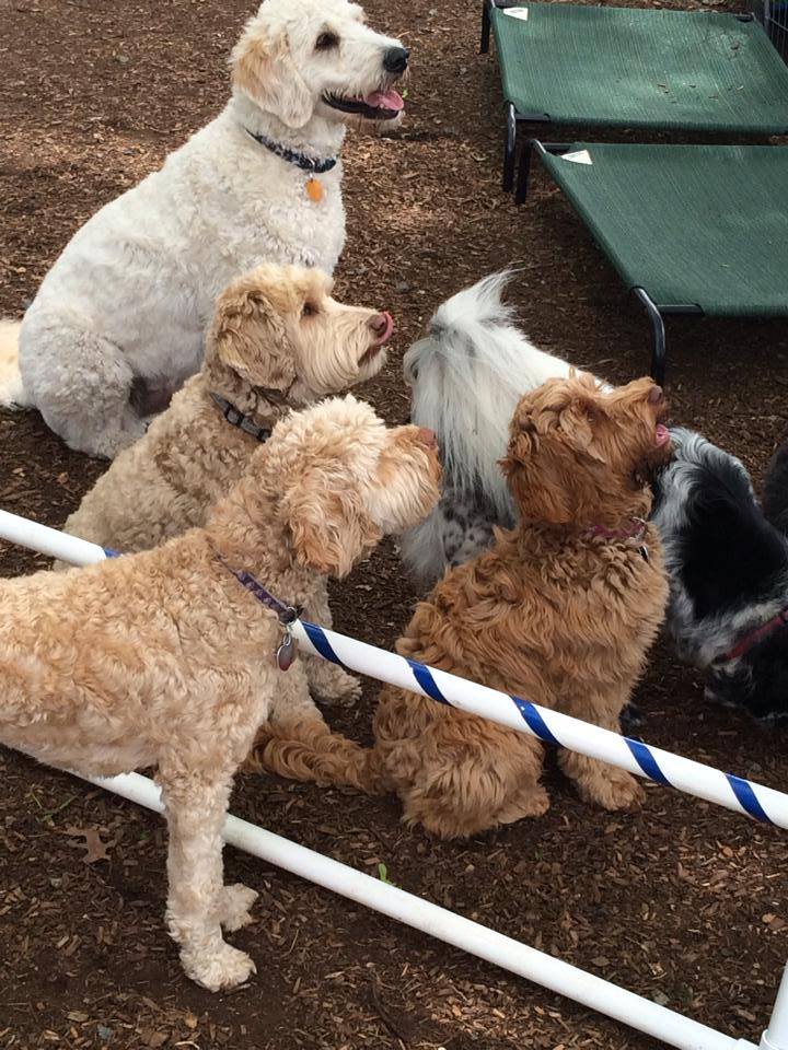 Services Gallery Perfect Paws Dog Training & Daycare