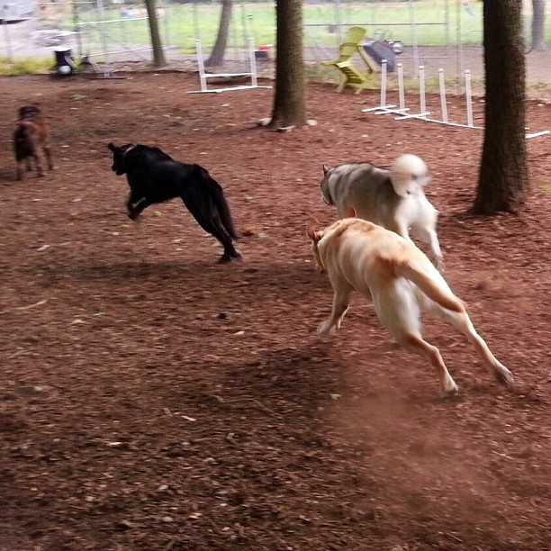 Services Gallery Perfect Paws Dog Training & Daycare