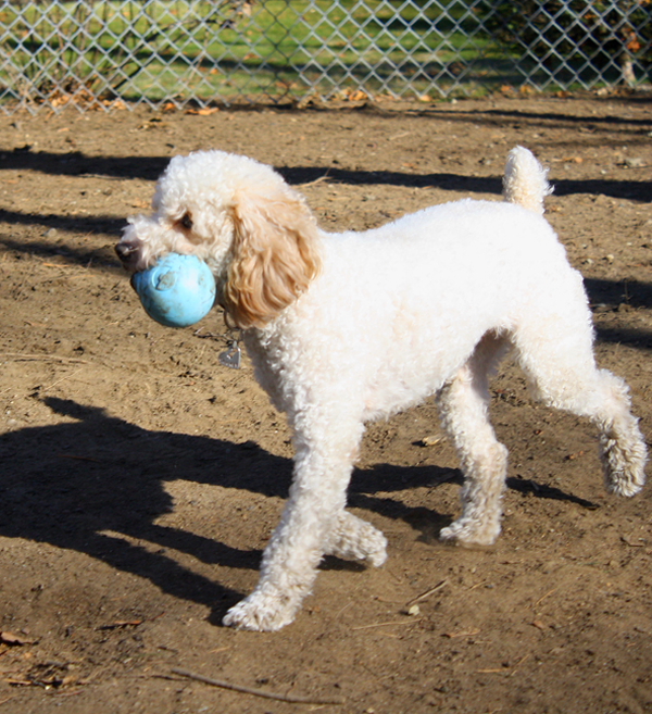 Services Gallery Perfect Paws Dog Training & Daycare