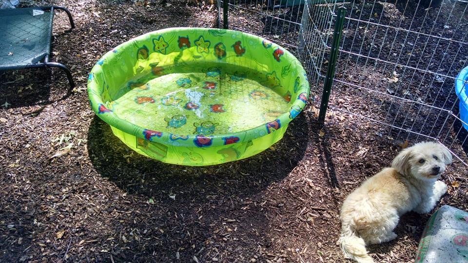 Our Facility Perfect Paws Dog Training & Doggie Daycare