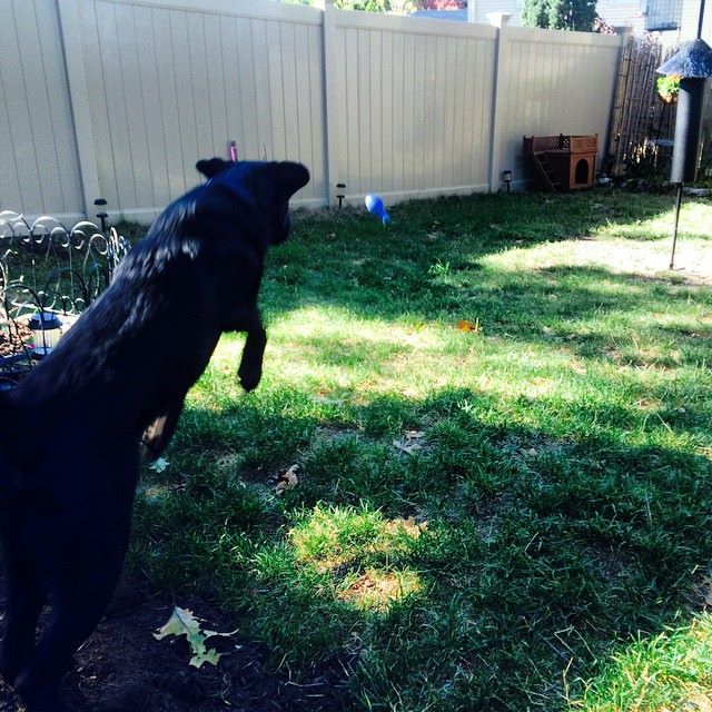 Our Facility Perfect Paws Dog Training & Doggie Daycare