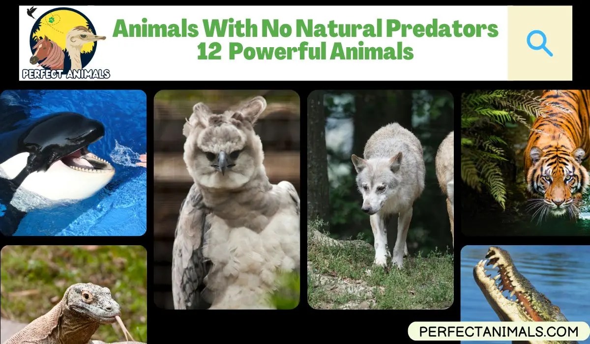 Animals With No Natural Predators 12 Powerful Animals Perfect Animals