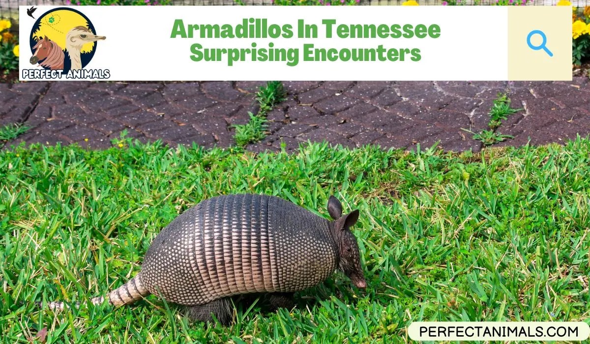 Armadillos In Tennessee Surprising Encounters Perfect Animals