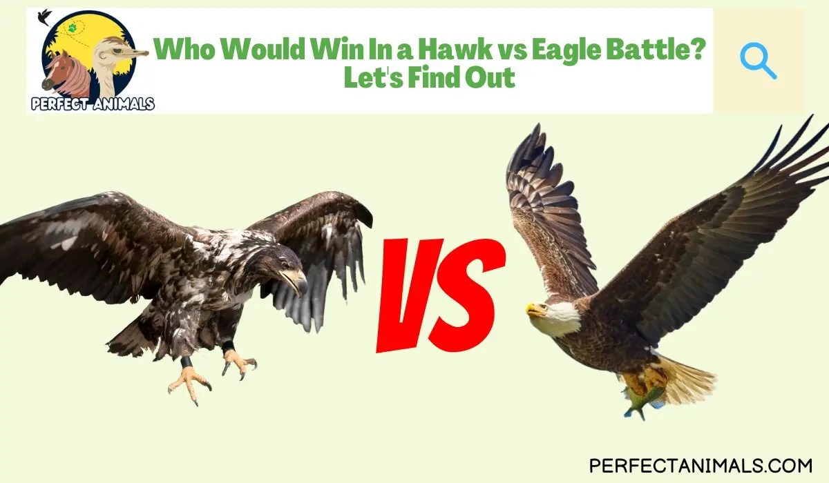Who Would Win In a Hawk vs Eagle Battle? Let's Find Out Perfect Animals